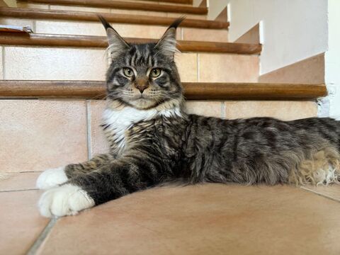 2 Chats Main Coon 750 13180 Gignac-la-nerthe