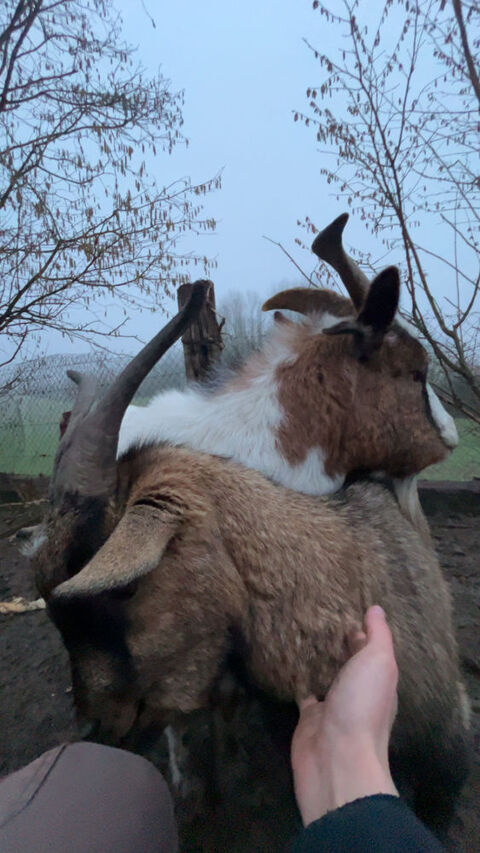 2 Bouc castres 70 80290 Poix-de-picardie