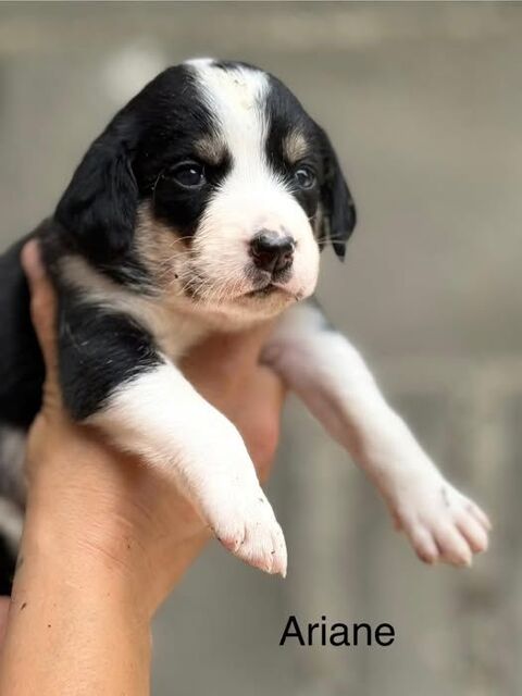 Chien ARIANE à la réservation 300 26130 Montsgur-sur-lauzon