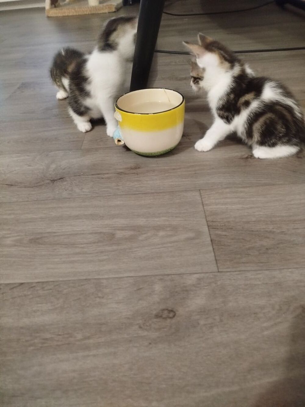   Petit chaton joueur affectueux et habitué à l'homme et en bo 