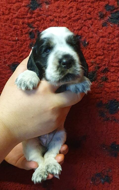Chiots Cocker Anglais LOF &agrave; R&eacute;server 1600 39570 Revigny