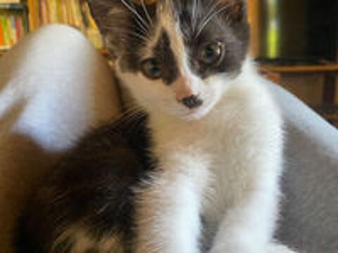   donne chaton contre bon soin 