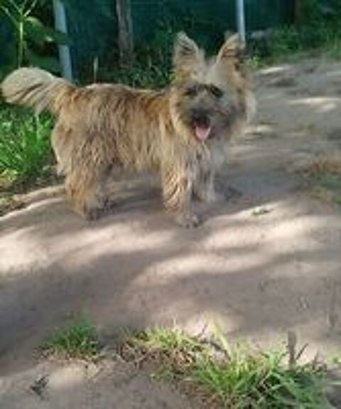   Magnifique cairn terrier  