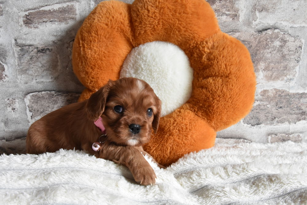   A RESERVER CHIOTS CAVALIER KING CHARLES RUBIS NON LOF 