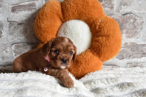 A RESERVER CHIOTS CAVALIER KING CHARLES RUBIS NON LOF 1250 62116 Puisieux