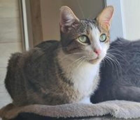 VEGAS FEMELLE TIGRE BLANC 1 AN 1/2 195 92260 Fontenay-aux-roses