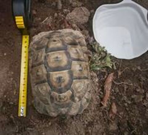   Tortue de terre 