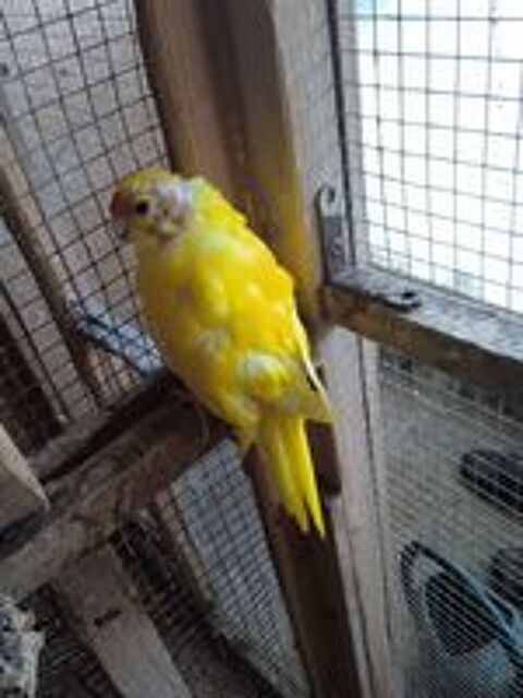   kakariki 