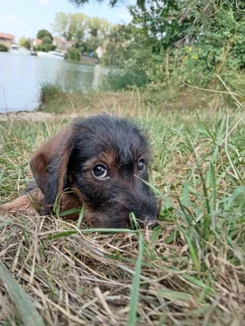 Chiots teckels poil dur 700 21140 Semur-en-auxois