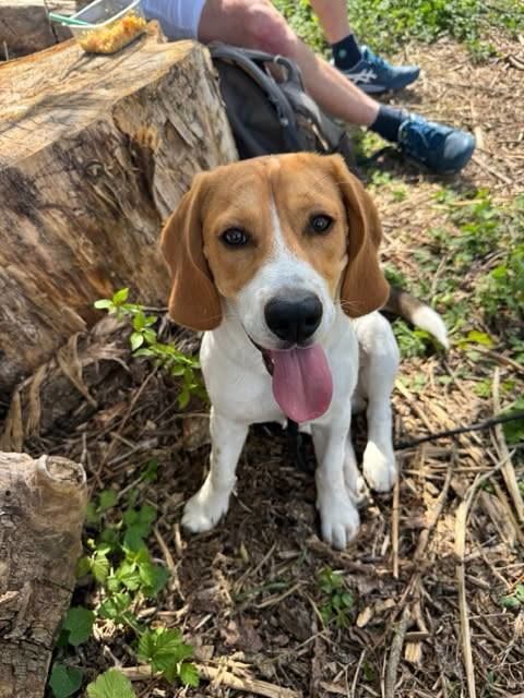 Chien OSCAR à l adoption 350 26000 Valence