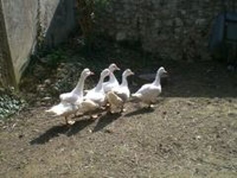   Caneton canard de barbarie 