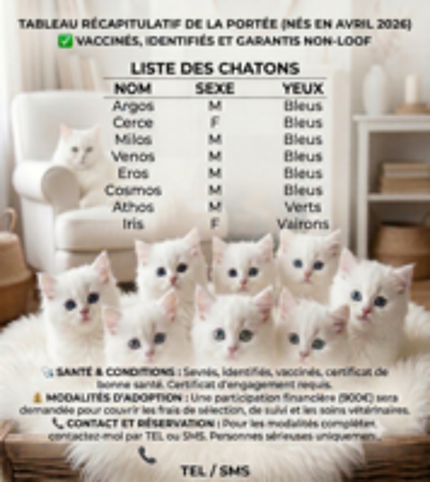   Magnifiques chatons type British Longhair disponibles  