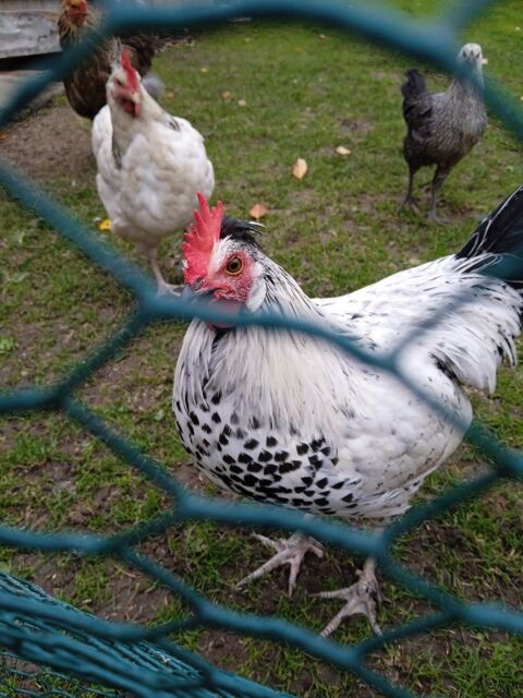 Coq Appenzeloise hupee 20 62129 Inghem