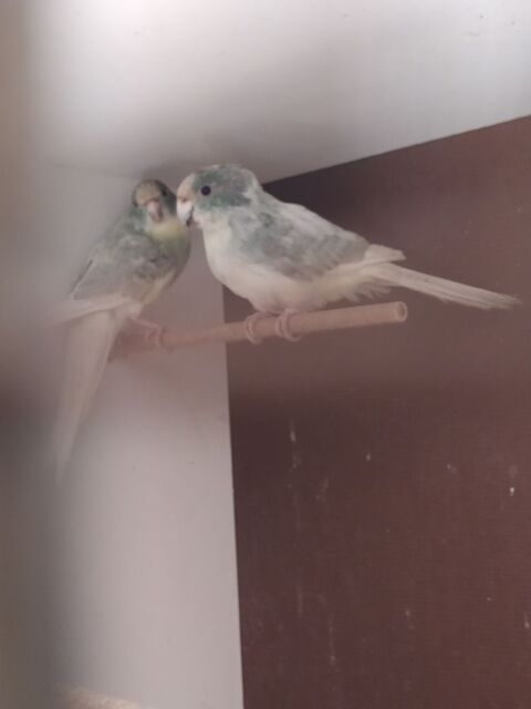 Kakariki 0 81370 Saint-sulpice