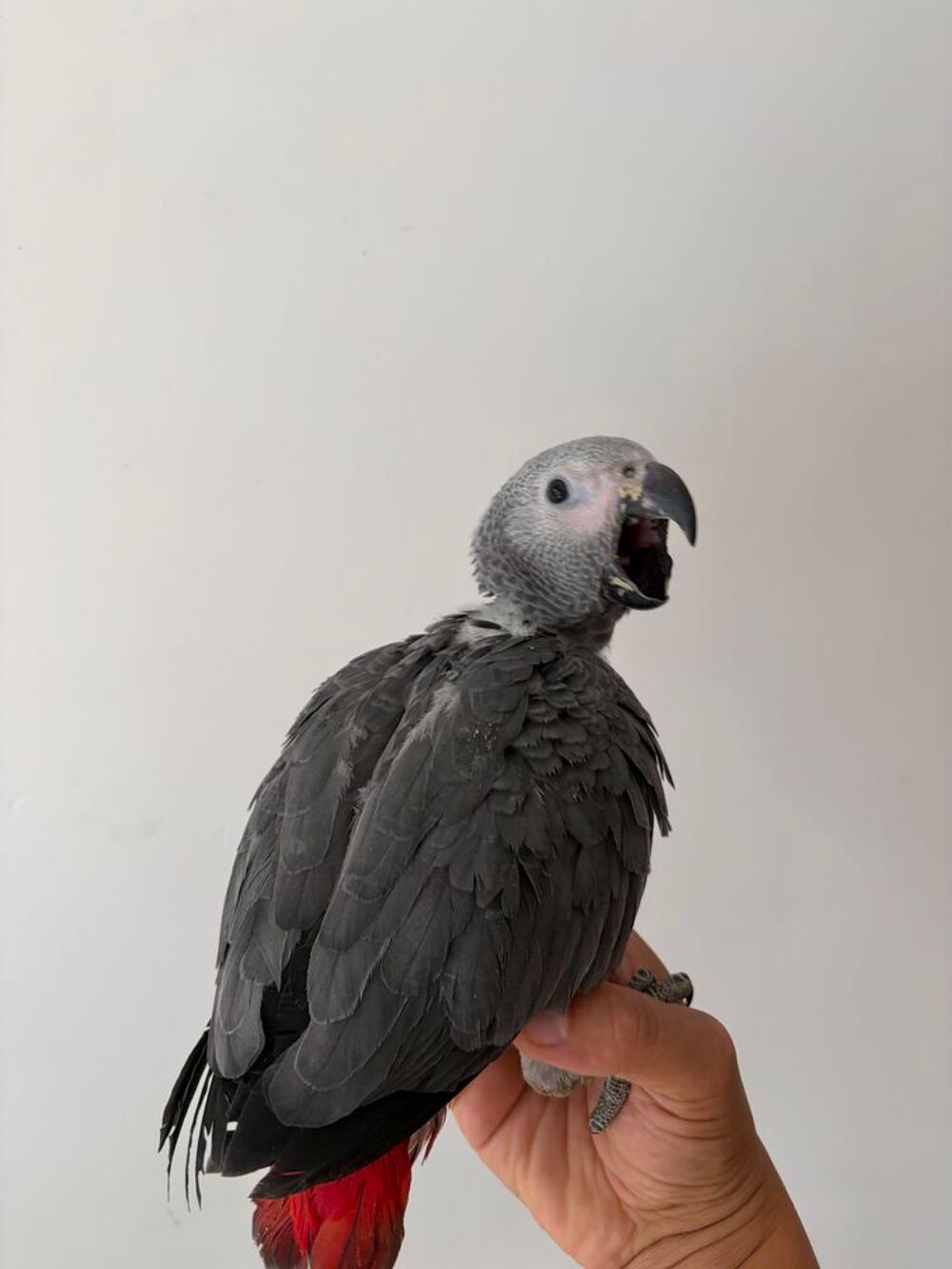   Bébé gris du gabon 