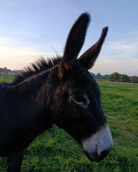 Paco est un jeune &acirc;ne de 12 ans dynamique, curieux et plein de vie. 500 35440 Ding�