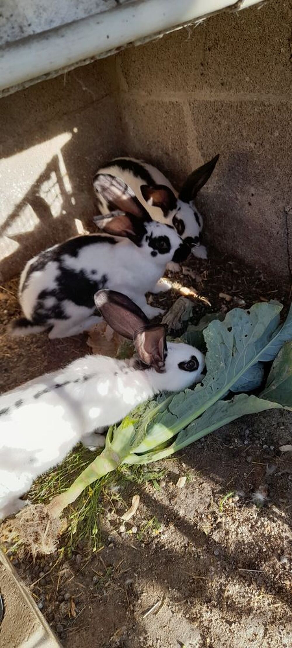   Cède Lapins 