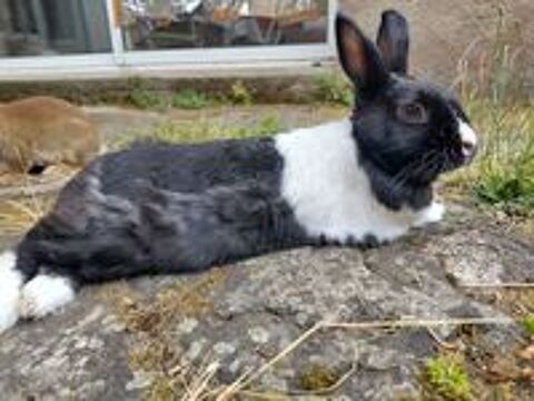   Papillon, lapin nain à adopter 