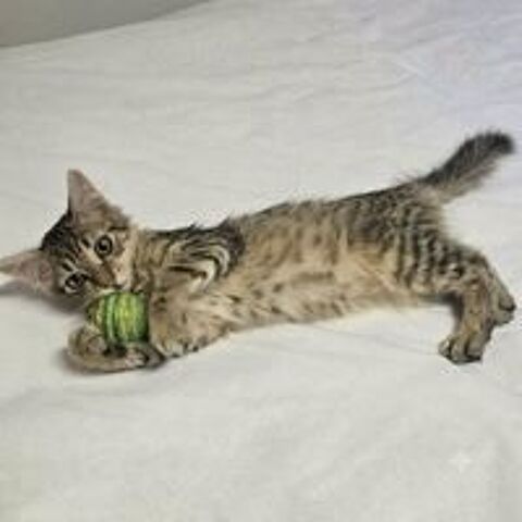   MOCHI 