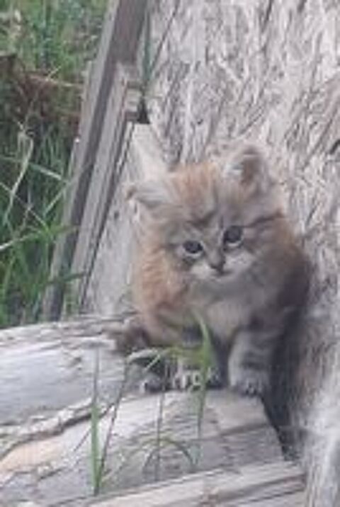   CHATON FEMELLE MAINE COON  
