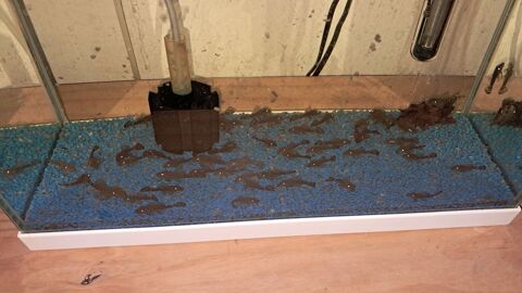 Ancistrus 2 71380 Saint-marcel