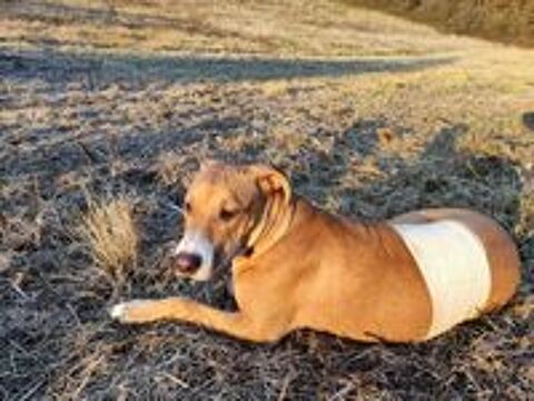   A�la, femelle crois�e berger, n�e le 15/06/2025 🐶 