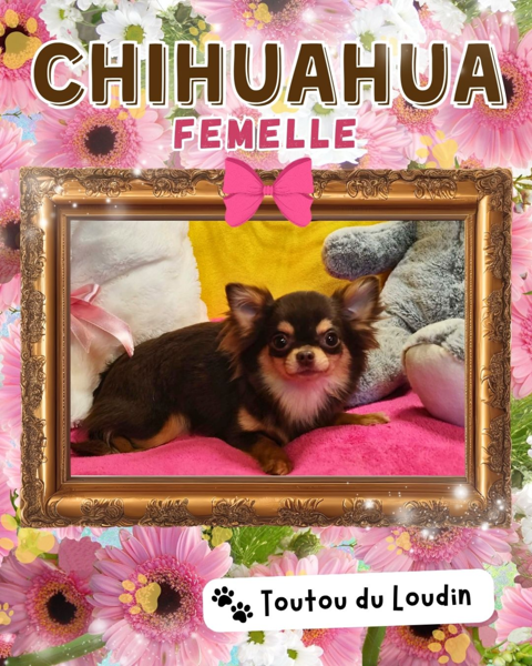 Chiot chihuahua femelle poils longs 700 18140 Pr�cy