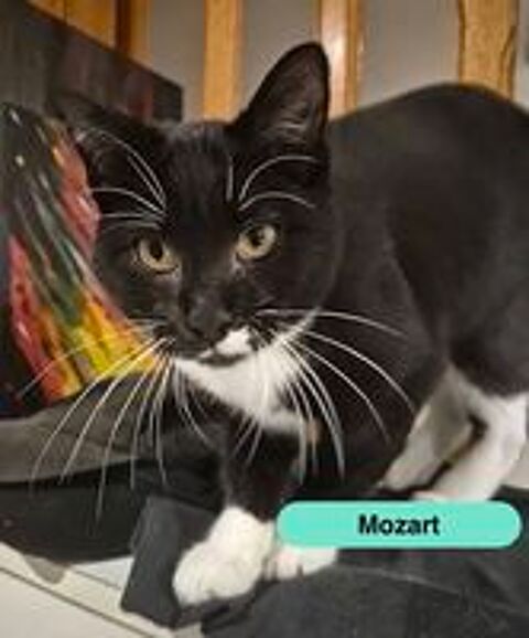   Mozart, chat noir et blanc à adopter 