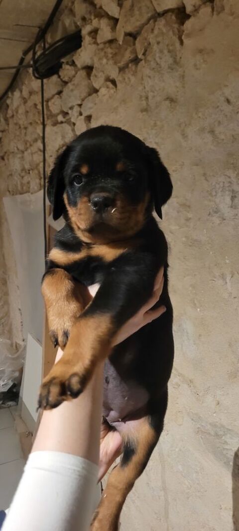 Chiot rottweiler LOF 1000 81990 Puygouzon