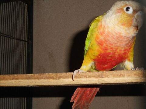 CONURES MOLINAE ANANAS 150 33140 Villenave-d'ornon