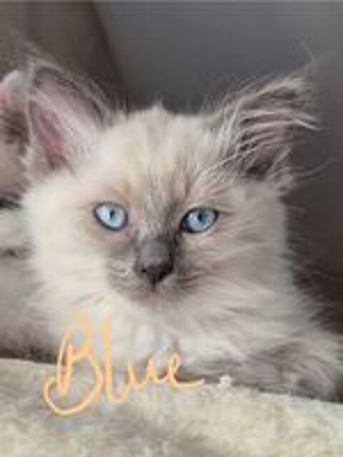   vend quatre femelle Ragdoll sur Derval 44590 