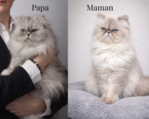   Trois chatons Persan croisé Persan chinchilla  