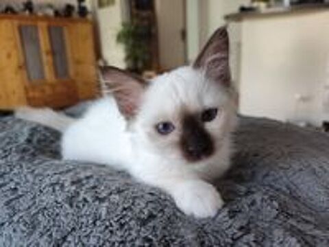   Chaton sacré de Birmanie mâle inscrit au Loof  