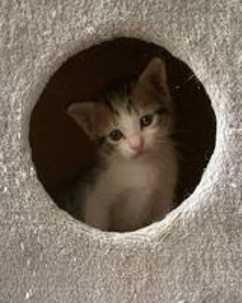   Donne chaton mâle  