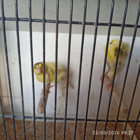 Canaris fris&eacute;s 70 77400 Saint-thibault-des-vignes