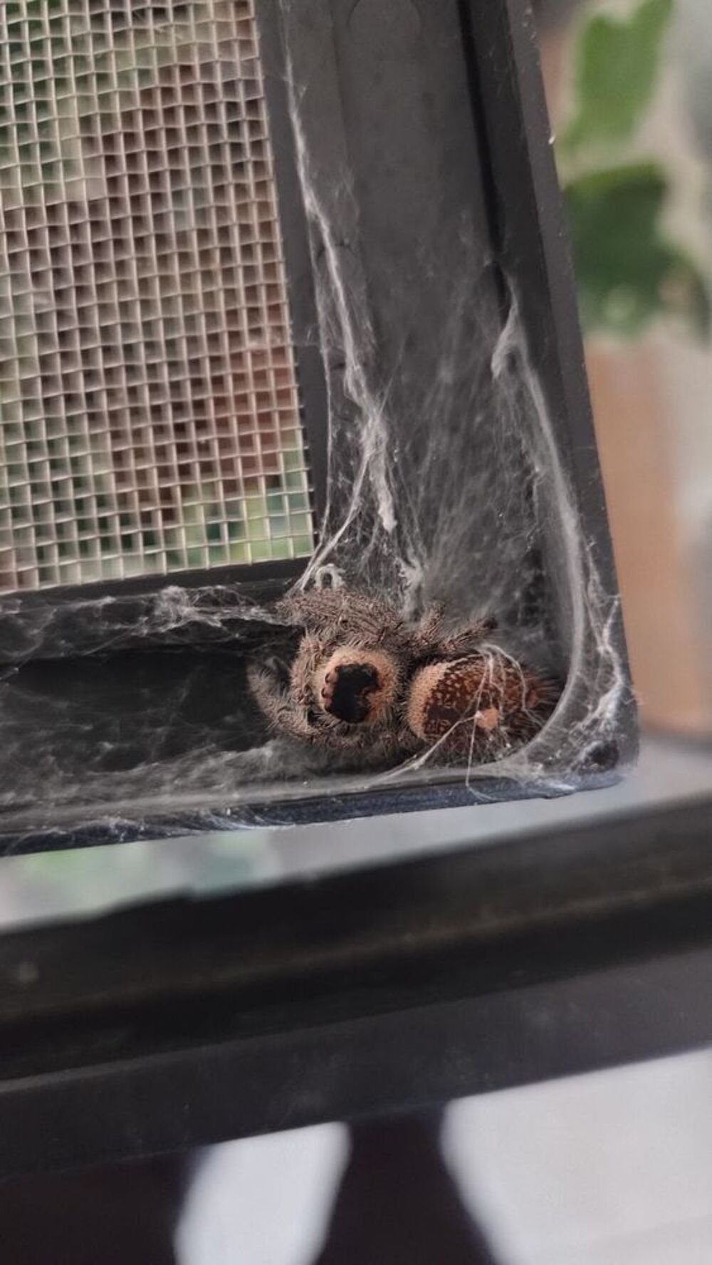   Phidipus regus 