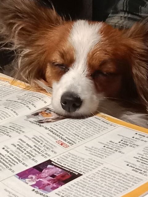 saillie 0 33570 Puisseguin