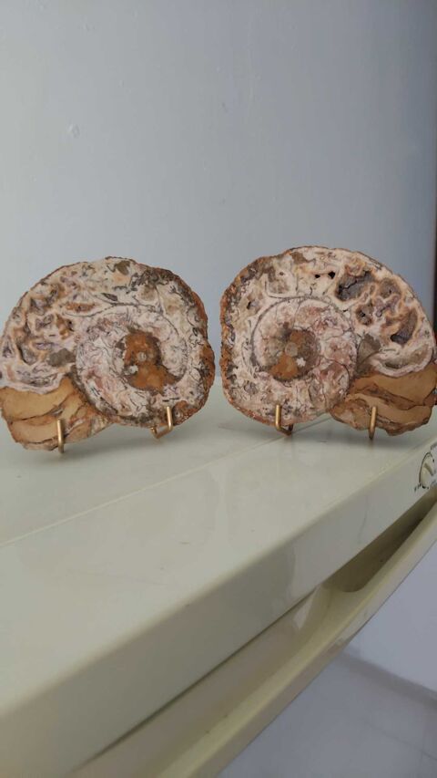 ammonites 60 Malesherbes (45)