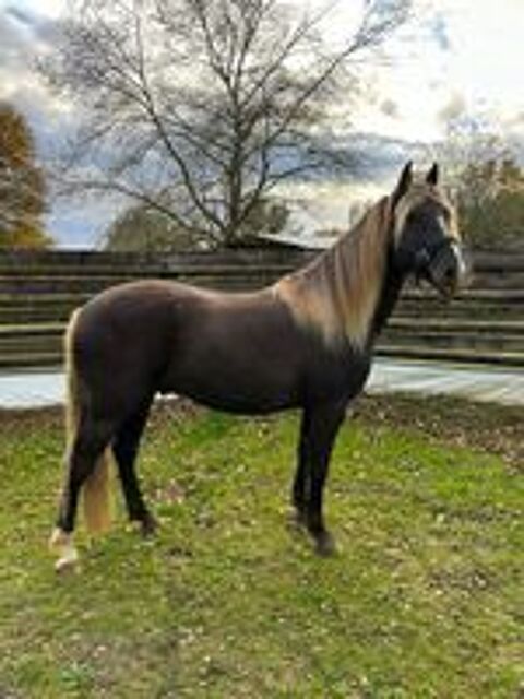   poulain  3/4 rocky mountain horse 