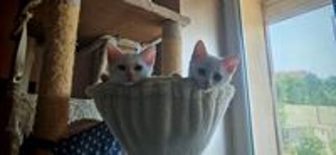  Chaton à l'adoption  