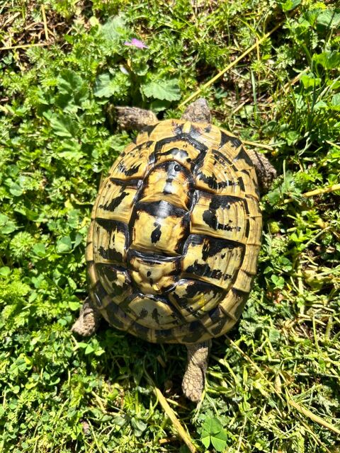 Tortue  300 13680 Lan�on-provence