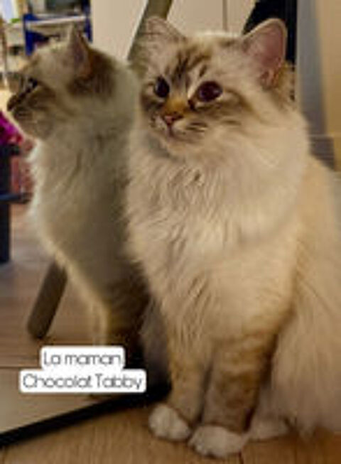   Adorables chatons Sacré de Birmanie LOOF 