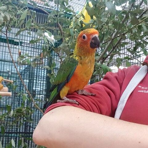 Conure soleil mâles et femelles 595 35136 Saint-jacques-de-la-lande