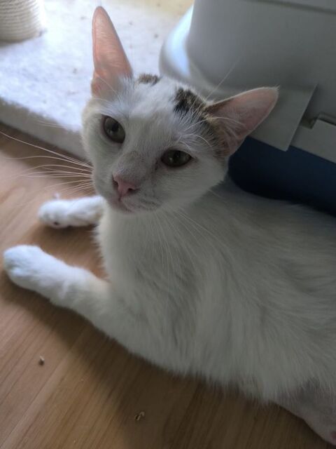 Jeune chatte douce méritant une seconde chance  180 75019 Paris