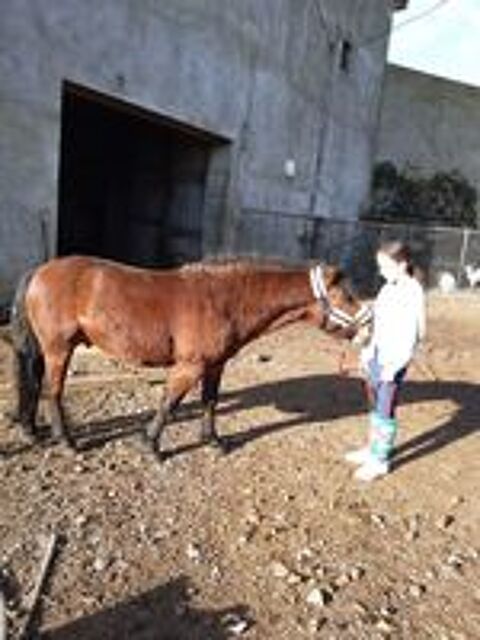   Poney  