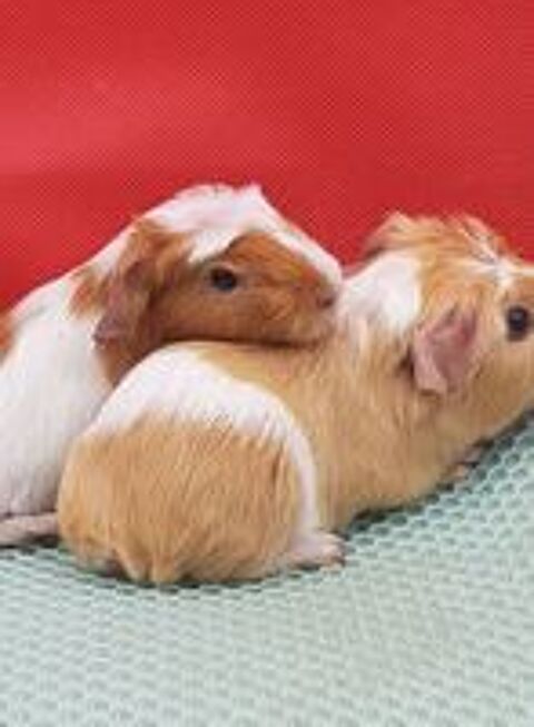   cochon  dinde upl pois ras

