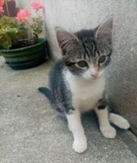   Superbe chaton 