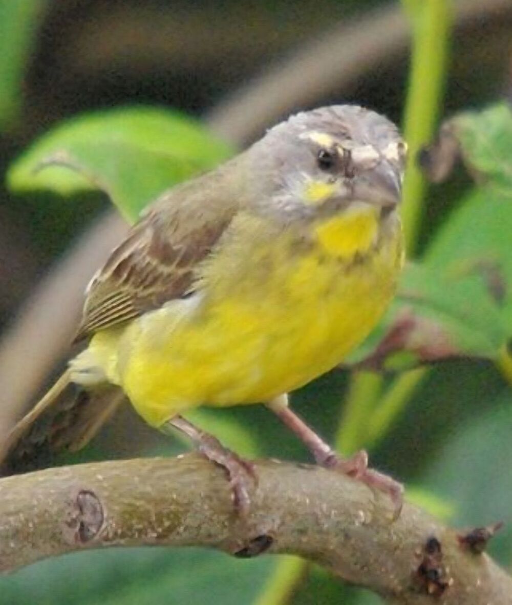   Femelle serin du Mozambique  
