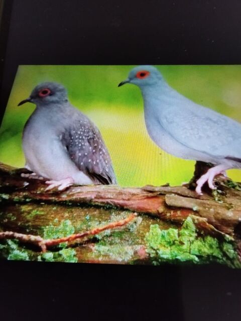 Couple de colombe diamant 20 62180 Verton