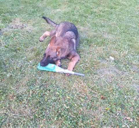 Chiots  et femelle berger allemand 650 02100 Lesdins